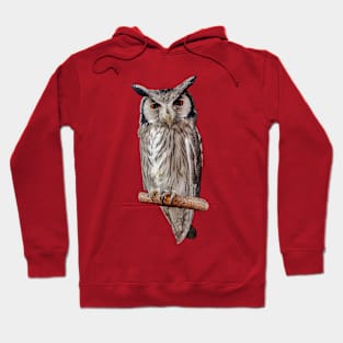 White Faced Scops Owl Hoodie